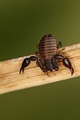 Pseudoscorpion, in the garrigue of Montolieu, Aude, France