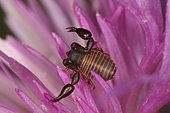 Pseudoscorpion on a flower, Montolieu, Aude, France