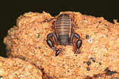 Pseudoscorpion capturing prey, Sieuras, Ariège, France