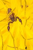 Pseudoscorpion in a flower, body covered in pollen, Sieuras, Ariège, France