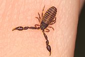 Pseudoscorpion on a hand, body covered in pollen, Sieuras, Ariège, France