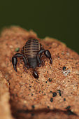 Pseudoscorpion with prey, Sieuras, Ariège, France