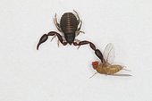 Pseudoscorpion with its prey, Sieuras, Ariège, France
