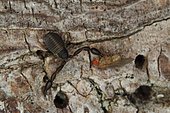 Pseudoscorpion with its prey, Sieuras, Ariège, France