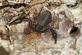 Pseudoscorpion eating its prey, Sieuras, Ariège, France