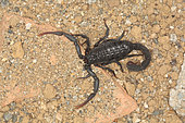 Scorpion (Hottentta franzwerneri), Morocco