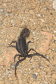 Scorpion (Hottentta franzwerneri), Morocco