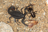 Scorpion (Hottentta franzwerneri), the prey is passed back into the other claw and a cricket, unaware of the danger, passes too close, Morocco