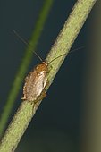 Spotted mediterranean cockroach (Ectobius pallidus), Sieuras, Ariège, France