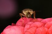 Spotted mediterranean cockroach (Ectobius pallidus) Ootheca emerging from the abdomen, Sieuras, Ariège, France