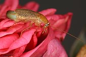 Female Spotted mediterranean cockroach (Ectobius pallidus) with her egg capsule, Sieuras, Ariège, France