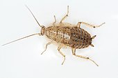 Spotted mediterranean cockroach larva (Ectobius pallidus), Sieuras, Ariège, France