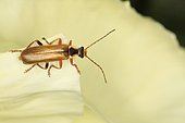 Soldier Beetle (Cantharis decipiens), Oasis Evere, Belgium, small wooded area of 3 hectares