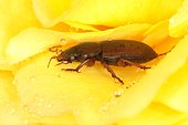 Sun Beetle (Amara aulica), Moeraske, Evere nature reserve, Brussels, Belgium
