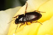 Sun Beetle (Amara aulica), Moeraske, Evere nature reserve, Brussels, Belgium
