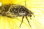 White spotted rose beetle (Oxythyrea funesta), Mas Azil, Ariège, France
