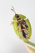 Green Tortoise Beetle (Cassida viridis), Sieuras, Ariège, France