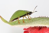 Green Tortoise Beetle (Cassida viridis), Sieuras, Ariège, France
