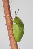 Green Tortoise Beetle (Cassida viridis), Sieuras, Ariège, France