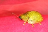 Tortoise Beetle (Cassida sanguinolenta), Mas Azil, Ariège, France