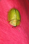 Tortoise Beetle (Cassida sanguinolenta), Mas Azil, Ariège, France