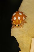 Orange Ladybird (Halyzia sedecimguttata), Oasis Evere, Belgium, small wooded area of 3 hectares