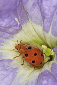 Bryony Ladibird (Henosepilachna argus), Sieuras, Ariège, France