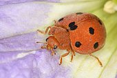 Bryony Ladibird (Henosepilachna argus), Sieuras, Ariège, France