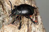 Bloody-nosed beetle (Timarcha tenebricosa) with mites on its legs, Escaïre Figue cactus nursery, Montolieu, France