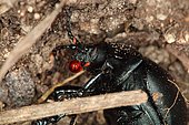 Bloody-nosed beetle (Timarcha tenebricosa) with a reflex bleed which is hemolymph, Mas Azil, Ariège, France
