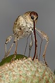 Chestnut weevil (Curculio elephas) on an acorn, Sieuras, Ariège, France