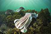Giant Cuttlefish (Sepia apama), mating display, South Australia