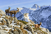 Alpine ibex (Capra ibex), young males in winter coat. Beginning of the rut in December in the massif des Bornes, Alps, France