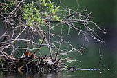 Common Coot (Fulica atra) chicks at nest