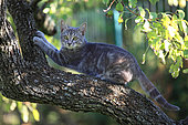 Kitten making her claws on a tree