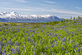 Nootka Lupine (Lupinus nootkanensis), species native to North America introduced at the beginning of the 20th century to combat erosion Husavik region, Iceland