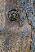 Little Owl (Athene noctua) in the natural cavity of an apple (Malus domestica) marked by bark beetles, Belgium
