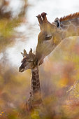 Giraffe (Giraffa camelopardalis) and baby giraffe, grooming, affection through the foliage of a tree, Namibia