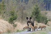Eurasian wild boar (Sus scrofa) young boars playing with their mother on a forest road, Ardennes, Belgium