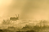 Red Deer (Cervus elaphus) walking in the fog against the light at dawn, Ardennes, Belgium