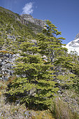 Guindo or coigue (Nothofagus betuloides), Bernardo O'Higgins, Magallanes and Chilean Antarctica, Chile