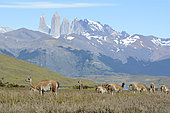 Guanaco (Lama guanicoe), Torres del Paine National Park, Chilean Magallanes and Antarctica, Chile