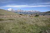 Guanaco (Lama guanicoe), Torres del Paine National Park, Chilean Magallanes and Antarctica, Chile
