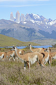 Guanaco (Lama guanicoe), Torres del Paine National Park, Chilean Magallanes and Antarctica, Chile