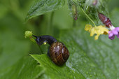 Copse snail (Arianta arbustorum), snail eating a flower of Buttercup, massive Balloon Servance, Plancher-les-Mines, Haute-Saone, France