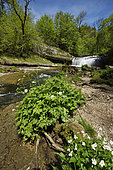 Ranunculus flowers, waterfallChâteau Garnier to Bonlieu, Hérisson waterfalls, Jura, France