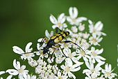 Long-horned beetle (Leptura maculata) foraging an umbelliferous inflorescence, clearing, Giromagny, Territoire de Belfort, France