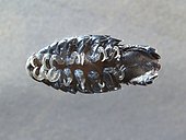 Isopod (Anilocra frontalis), External parasite of marine fish: in a ventral view with its attachment hooks with which it clings to fish. Once fixed