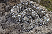 Spider-tailed horned viper (Pseudocerastes urarachnoides), Zagros Mountains, Ilam Province, Iran
