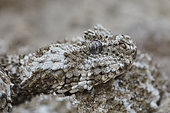 Portrait of Spider-tailed horned viper (Pseudocerastes urarachnoides), Zagros Mountains, Ilam Province, Iran